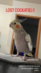 Lost Female Bird last seen Behind the pancake hse , Bothell, WA 98012