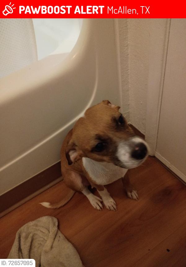 Lost Female Dog last seen Motel 6 , McAllen, TX 78501