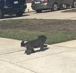 Found/Stray Unknown Dog last seen W Milas Ln and Bellflower Dr, Glenn Heights, TX 75154