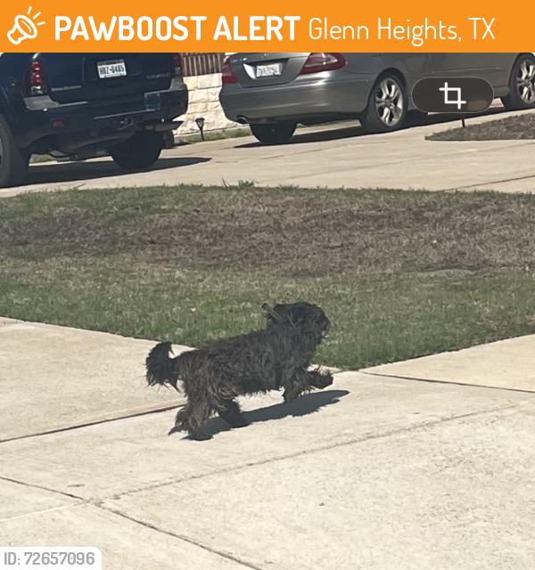 Found/Stray Unknown Dog last seen W Milas Ln and Bellflower Dr, Glenn Heights, TX 75154