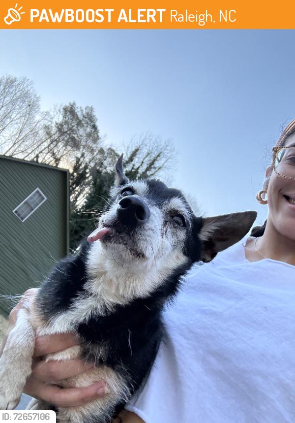 Found/Stray Male Dog last seen Nottingham Woods, Raleigh, NC 27610