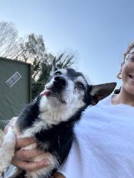Found/Stray Male Dog last seen Nottingham Woods, Raleigh, NC 27610