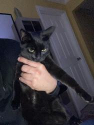 Lost Male Cat last seen Wilmington and rosecrans, Compton, CA 90220