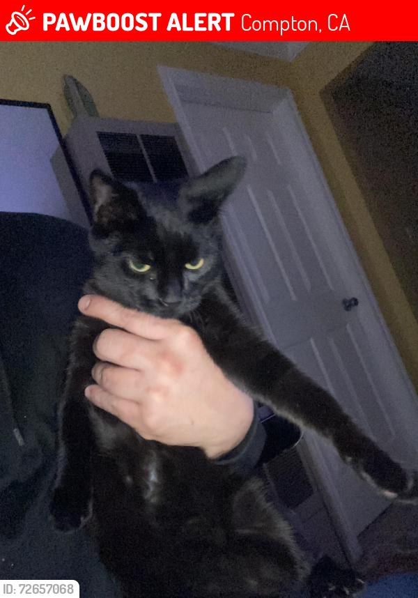 Lost Male Cat last seen Wilmington and rosecrans, Compton, CA 90220