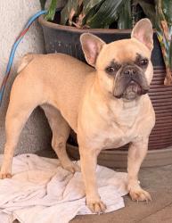 Lost Female Dog last seen Marine ave and Denker ave , Gardena, CA 90247
