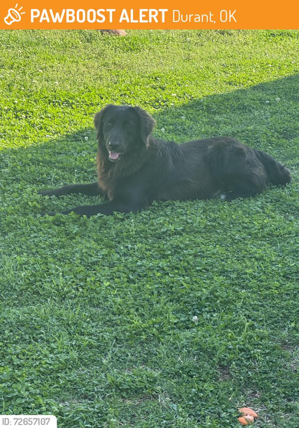 Found/Stray Male Dog last seen 9th st, Durant, OK 74701