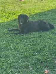 Found/Stray Male Dog last seen 9th st, Durant, OK 74701