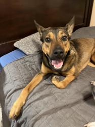 Found/Stray Female Dog last seen Blanco rd & Dresden drive @ bus stop , San Antonio, TX 78216
