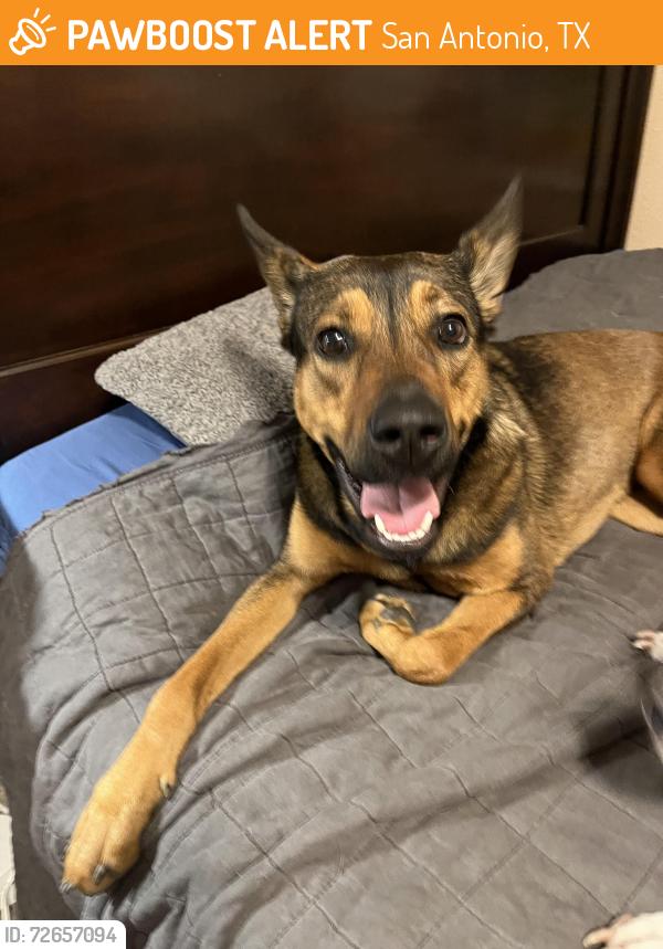 Found/Stray Female Dog last seen Blanco rd & Dresden drive @ bus stop , San Antonio, TX 78216