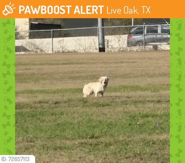 Found/Stray Unknown Dog last seen RBFCU Main Campus , Live Oak, TX 78233