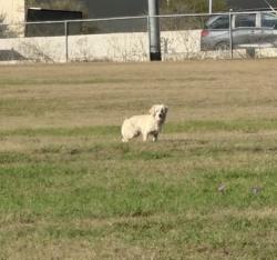 Found/Stray Unknown Dog last seen RBFCU Main Campus , Live Oak, TX 78233