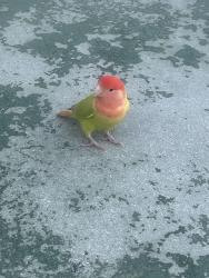 Found/Stray Unknown Bird last seen 12th and Euclid , Miami Beach, FL 33139