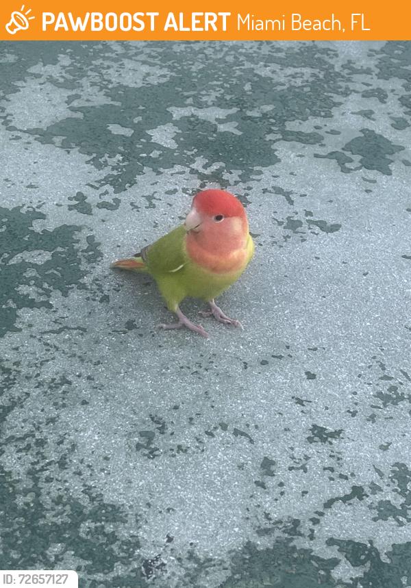 Found/Stray Unknown Bird last seen 12th and Euclid , Miami Beach, FL 33139