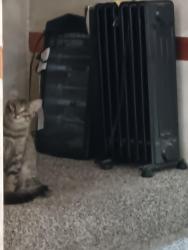 Lost Male Cat last seen Green valley parkway north and sunset Road East, Henderson, NV 89015