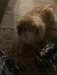 Lost Male Dog last seen Lutheran Church of the Living Christ, Florissant, MO 63033