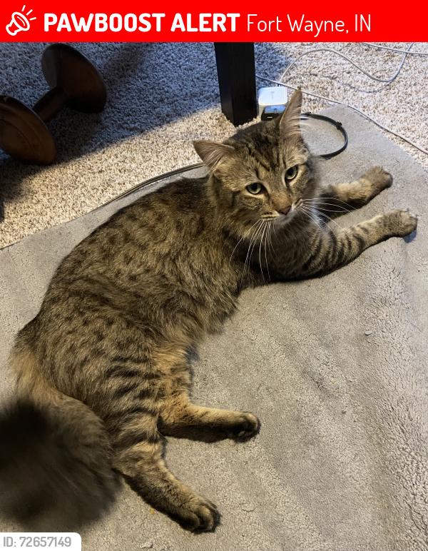 Lost Male Cat last seen Near Fronts Ave, Fort Wayne, IN 46835