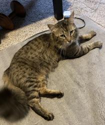 Lost Male Cat last seen Near Fronts Ave, Fort Wayne, IN 46835