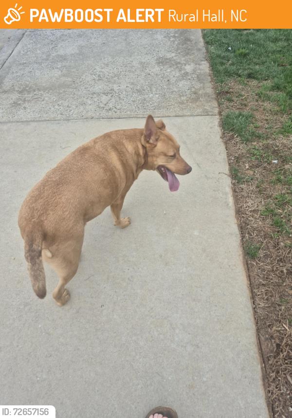 Found/Stray Female Dog last seen Bethania Rural Hall Road, Rural Hall, NC 27045