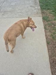 Found/Stray Female Dog last seen Bethania Rural Hall Road, Rural Hall, NC 27045