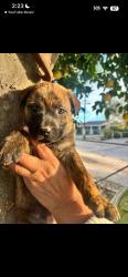 Lost Male Dog last seen 9th and N Mountain View Avenue, San Bernardino, CA 92401