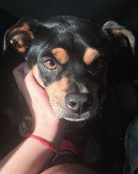 Lost Female Dog last seen Mesquite Dr, Mesquite, TX 75149