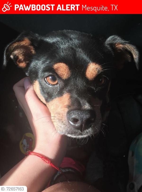 Lost Female Dog last seen Mesquite Dr, Mesquite, TX 75149