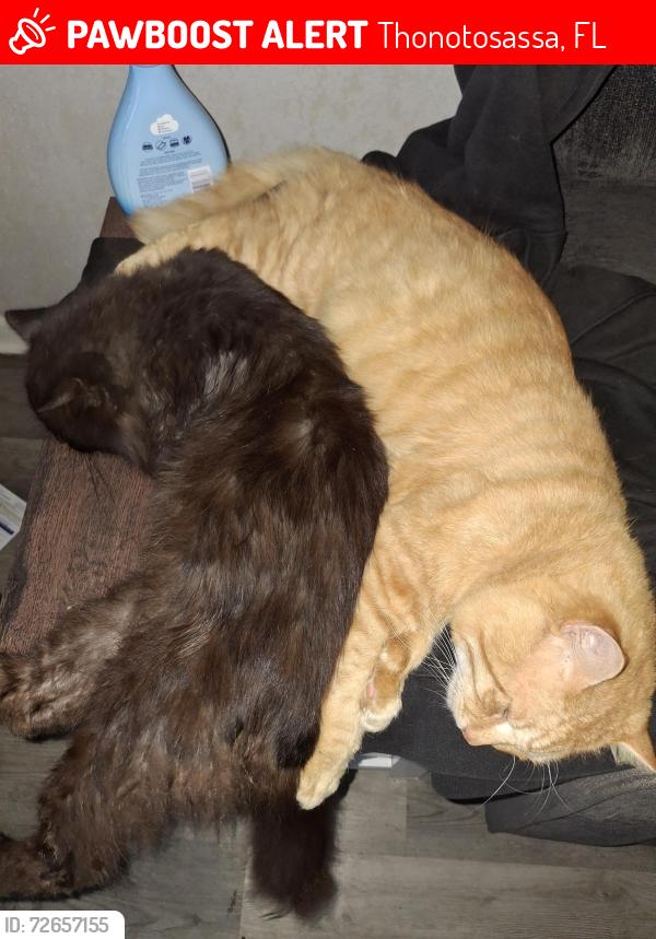 Lost Male Cat last seen Grovewood, Thonotosassa, FL 33592