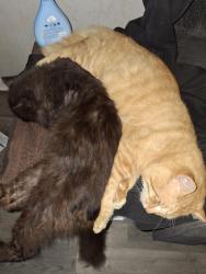 Lost Male Cat last seen Grovewood, Thonotosassa, FL 33592
