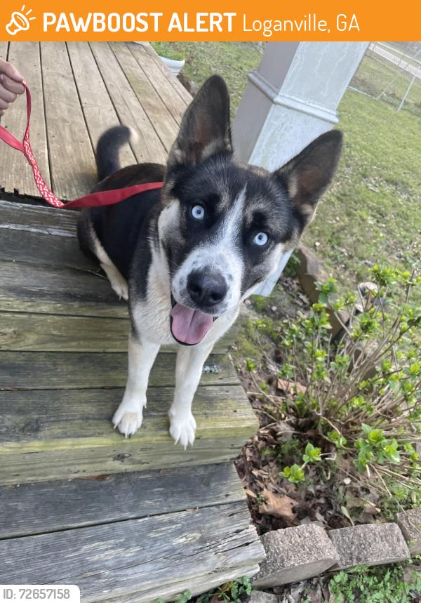 Found/Stray Female Dog last seen Loganville Hwy and Brand rd sw, Loganville, GA 30052