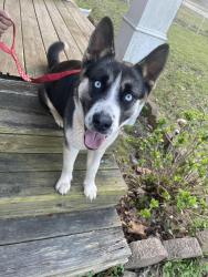 Found/Stray Female Dog last seen Loganville Hwy and Brand rd sw, Loganville, GA 30052
