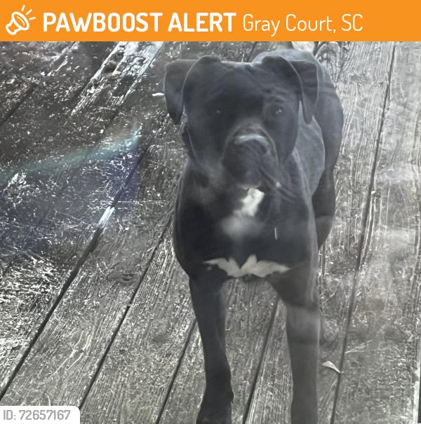 Found/Stray Male Dog last seen DG market, Gray Court, SC 29645