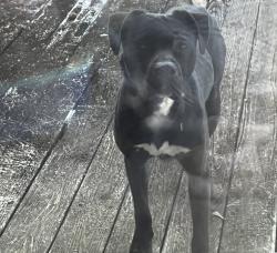 Found/Stray Male Dog last seen DG market, Gray Court, SC 29645