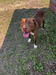 Found/Stray Female Dog last seen County rd s-45-44, Kingstree, SC 29556