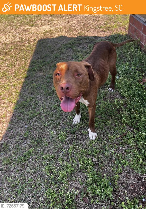 Found/Stray Female Dog last seen County rd s-45-44, Kingstree, SC 29556