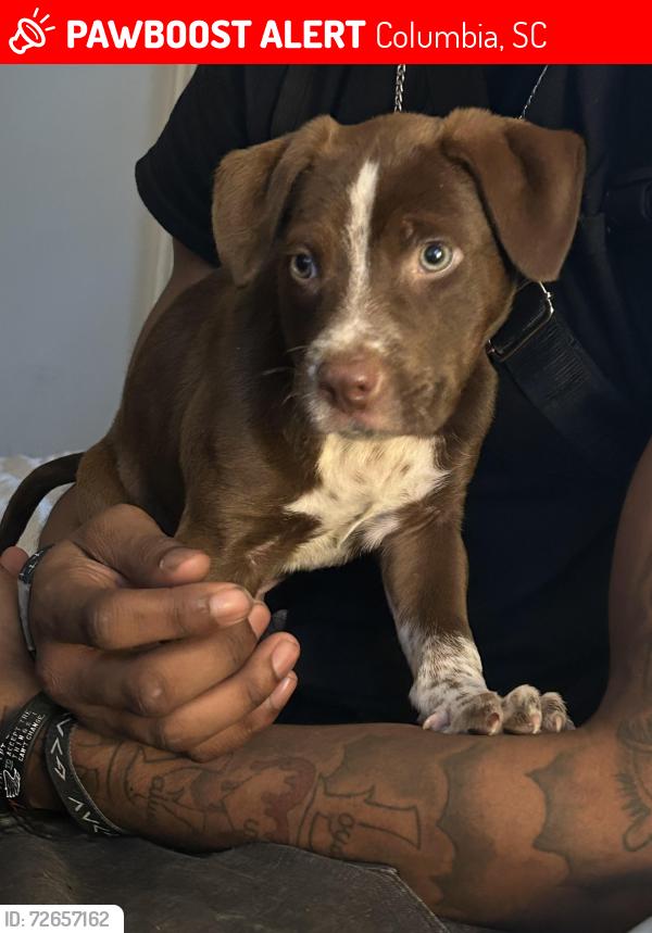 Lost Male Dog last seen Prestwick and s Chelsea , Columbia, SC 29223