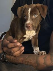 Lost Male Dog last seen Prestwick and s Chelsea , Columbia, SC 29223