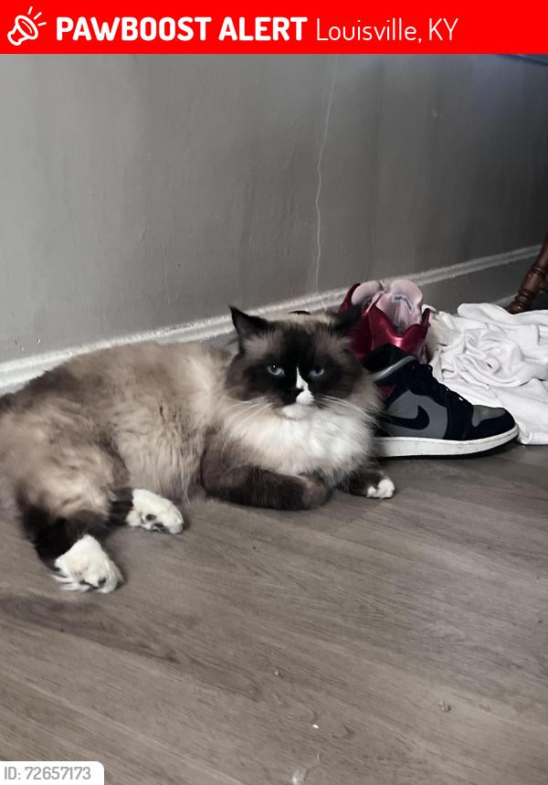 Lost Male Cat last seen north western parkway/shawnee golf course , Louisville, KY 40212