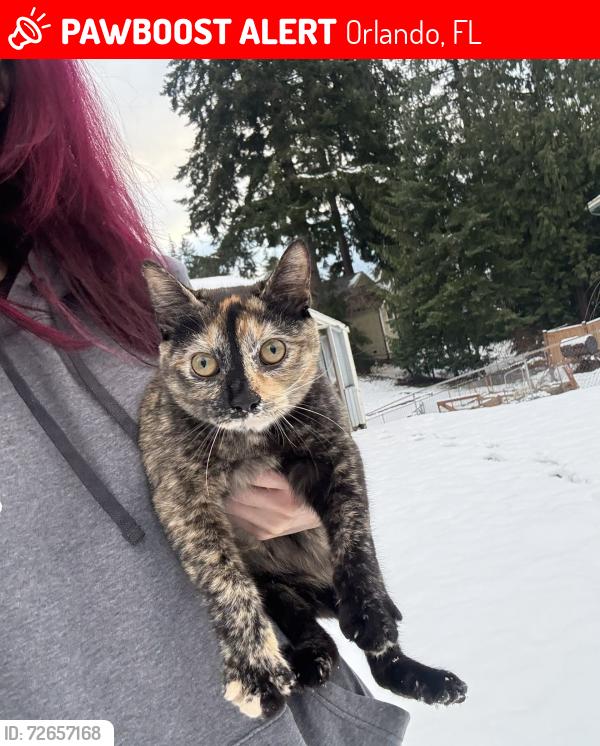 Found/Stray Female Cat last seen millennia Boulevard, Orlando, FL 32839