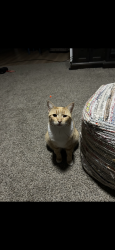 Lost Female Cat last seen Anastasia and Salerno, San Diego, CA 92111