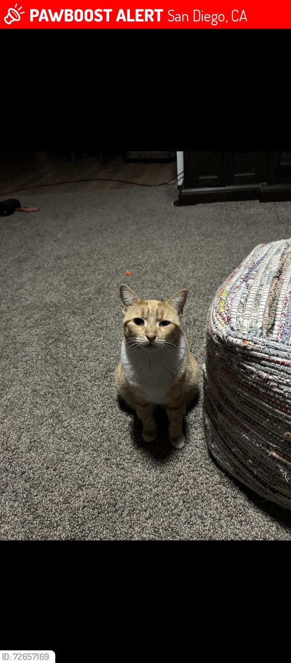 Lost Female Cat last seen Anastasia and Salerno, San Diego, CA 92111