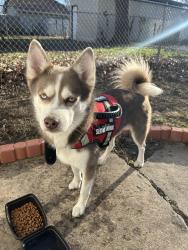 Found/Stray Male Dog last seen Hughes Park, Topeka, KS 66606