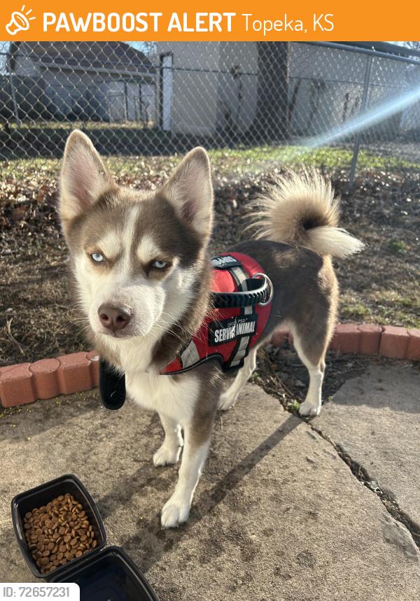 Found/Stray Male Dog last seen Hughes Park, Topeka, KS 66606