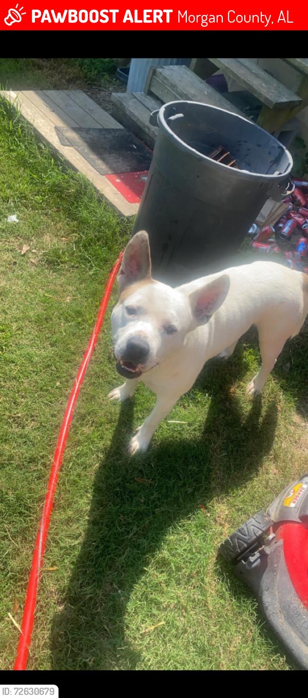 Lost Male Dog last seen Hills chapel rd and wilhite rd, Morgan County, AL 35622