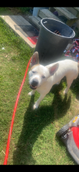 Lost Male Dog last seen Hills chapel rd and wilhite rd, Morgan County, AL 35622