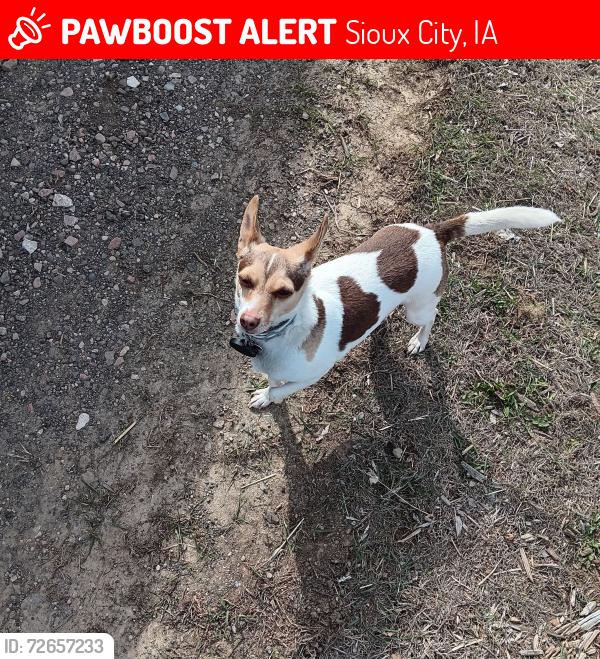 Lost Male Dog last seen  Home Depot, Sioux City, IA 51106