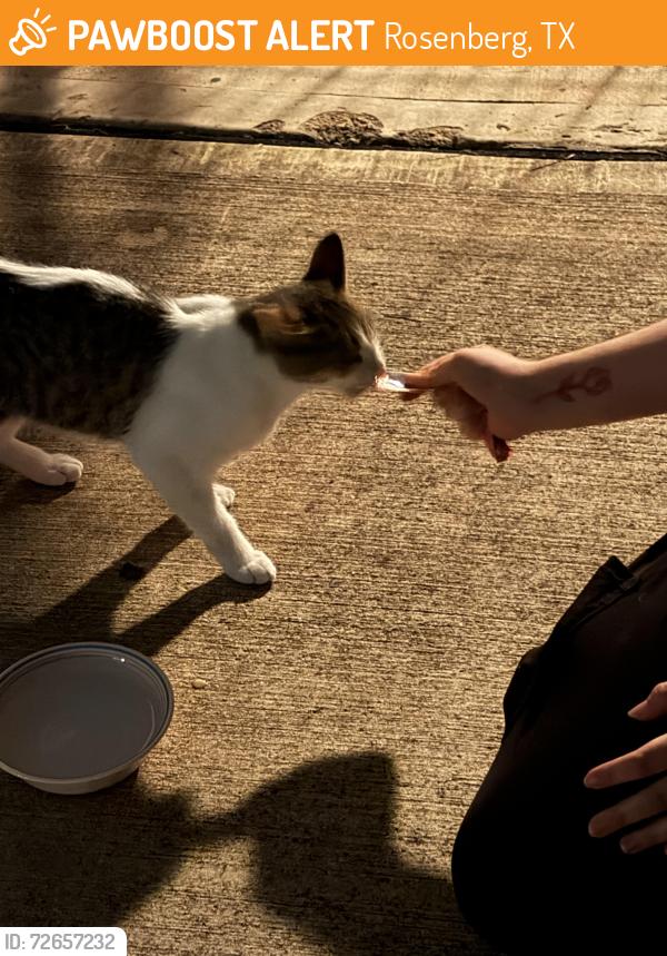 Found/Stray Unknown Cat last seen Kingdom Heights new construction-Dark Lantern , Rosenberg, TX 77471