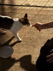 Found/Stray Unknown Cat last seen Kingdom Heights new construction-Dark Lantern , Rosenberg, TX 77471