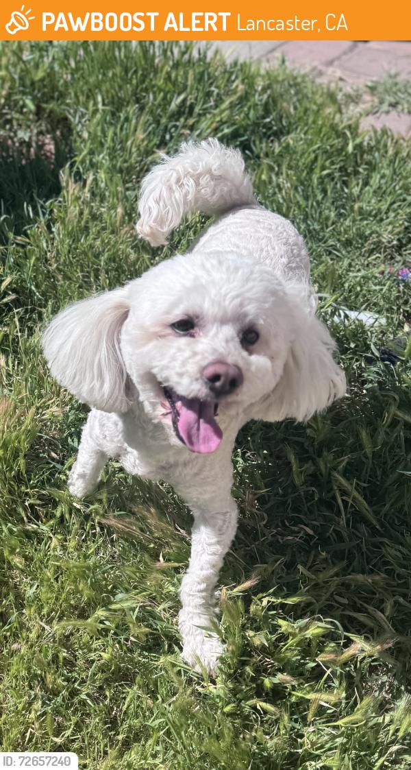 Found/Stray Male Dog last seen Challenger and J , Lancaster, CA 93535