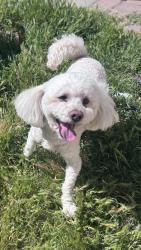 Found/Stray Male Dog last seen Challenger and J , Lancaster, CA 93535