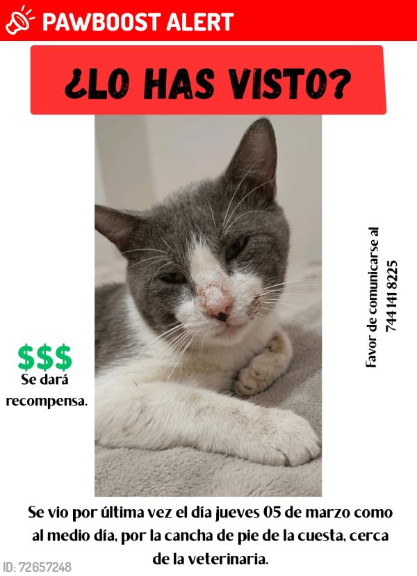 Lost Male Cat last seen Pie de la Cuesta Acapulco., Acapulco de Juárez, Gro. 